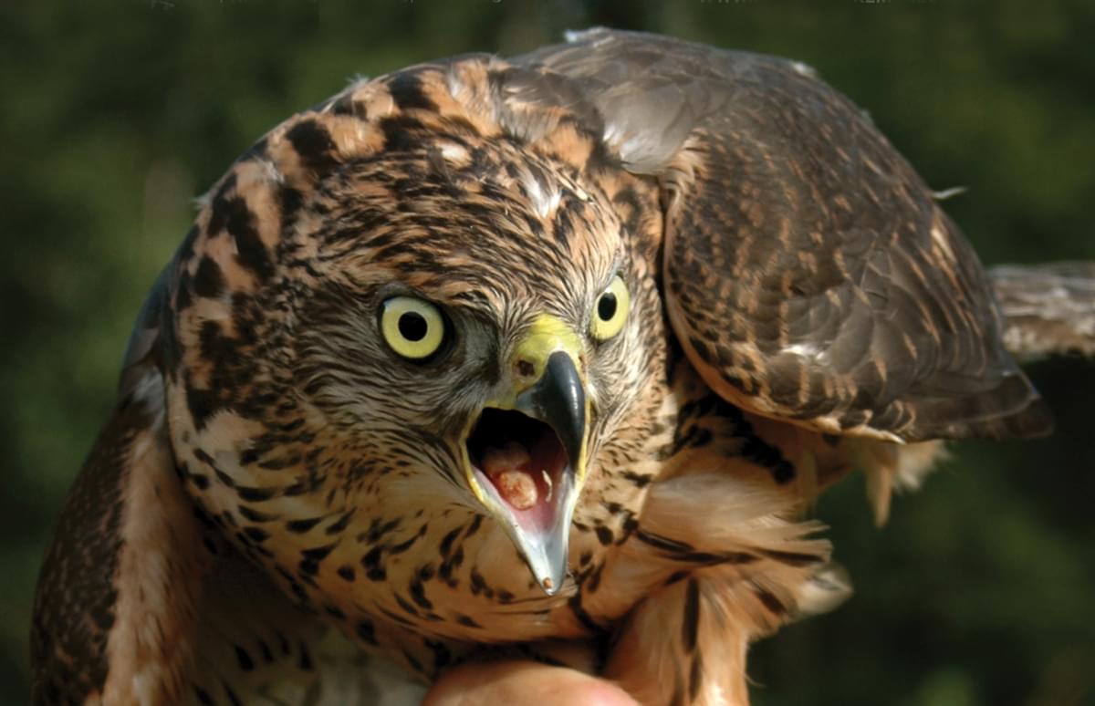 Prácheňské muzeum Písek 46. Akce Acrocephalus Prácheňské muzeum Písek